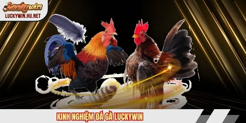 Kinh nghiệm đá gà Luckywin
